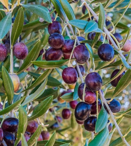 oleificio-donghia-prodotto-100-italiano-copertina-olive-albero